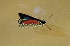 Diaethria clymena