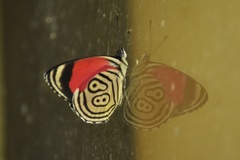 Diaethria clymena