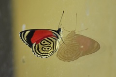 Diaethria clymena