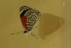 Diaethria clymena