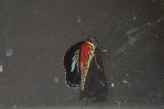Diaethria clymena