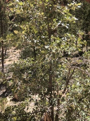 Quercus gambelii