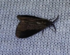 Cryptothelea gloverii