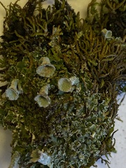 Cladonia grayi
