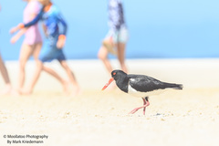 Haematopus longirostris