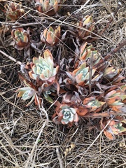 Dudleya caespitosa