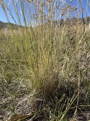 Aristida purpurea