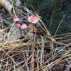 Marasmius haematocephalus
