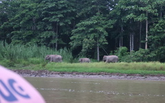 Elephas maximus borneensis