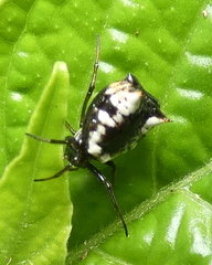 Micrathena patruelis