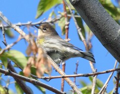 Setophaga coronata coronata