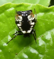 Micrathena patruelis
