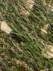 Schoenoplectus americanus