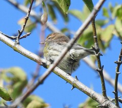 Setophaga coronata coronata