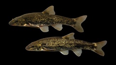 Rhinichthys cataractae