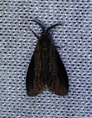 Cryptothelea gloverii