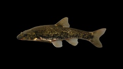 Rhinichthys cataractae