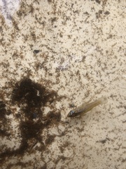 Gambusia affinis