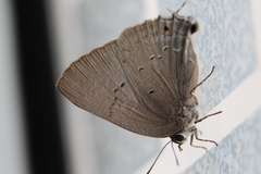 Parrhasius polibetes