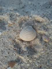 Chione elevata