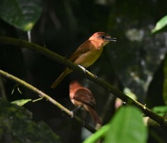 Pachyramphus cinnamomeus