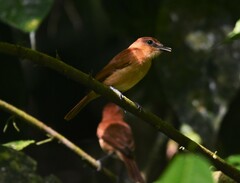 Pachyramphus cinnamomeus