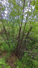 Betula occidentalis