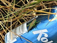 Orchelimum gladiator