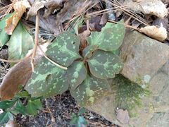 Pachysandra procumbens