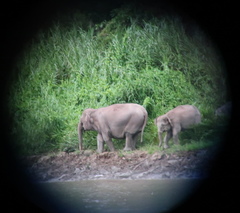 Elephas maximus borneensis