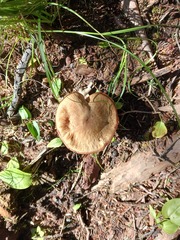 Lactarius helvus