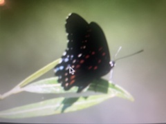 Limenitis arthemis arizonensis