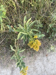 Solidago