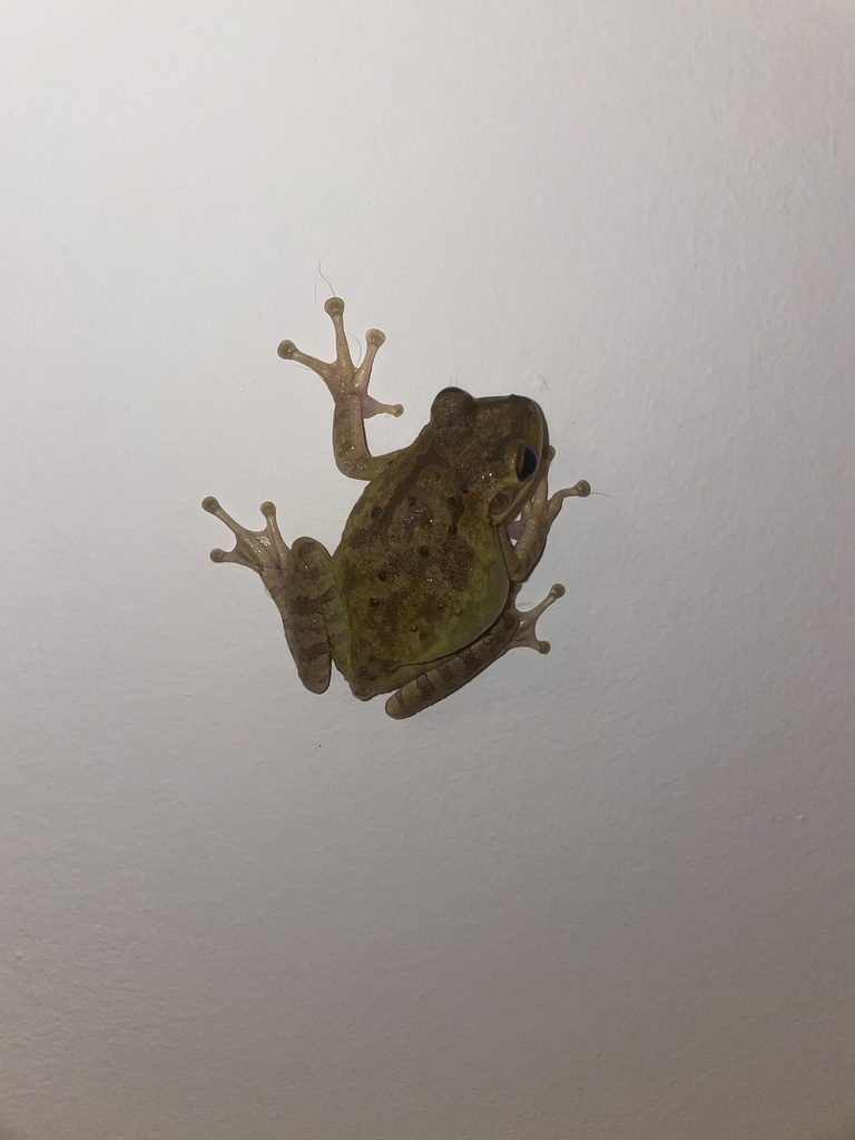 Cuban Tree Frog from Rivergate Dr, Jacksonville, FL, US on September 19 ...