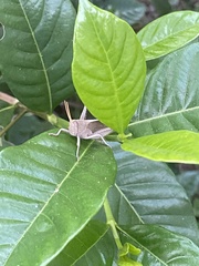 Schistocerca damnifica