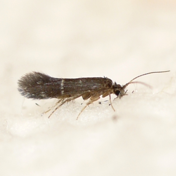 Protoptilinae
