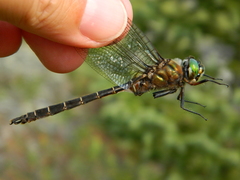 Somatochlora cingulata