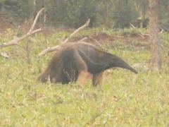 Myrmecophaga tridactyla