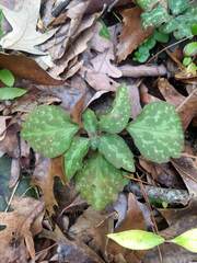 Pachysandra procumbens