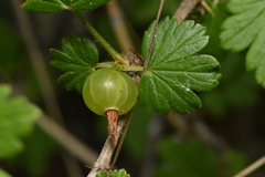 Ribes oxyacanthoides