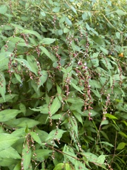 Persicaria posumbu
