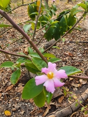 Pereskia grandifolia