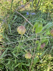 Cardiospermum halicacabum