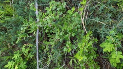 Ribes oxyacanthoides