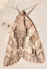 Catocala retecta