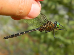 Somatochlora cingulata