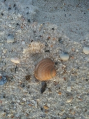 Chione elevata