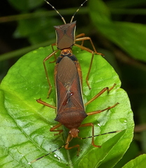 Anasa varicornis