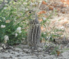Ictidomys tridecemlineatus