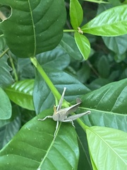 Schistocerca damnifica